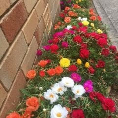 İpek Çiçeği - Katmerli Kedi Tırnağı Tohumu - Portulaca Grendifloradiye