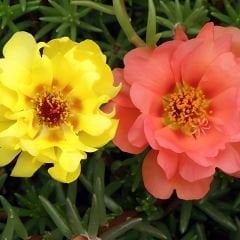 İpek Çiçeği - Katmerli Kedi Tırnağı Tohumu - Portulaca Grendifloradiye