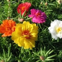 İpek Çiçeği - Katmerli Kedi Tırnağı Tohumu - Portulaca Grendifloradiye