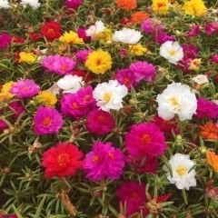 İpek Çiçeği - Katmerli Kedi Tırnağı Tohumu - Portulaca Grendifloradiye