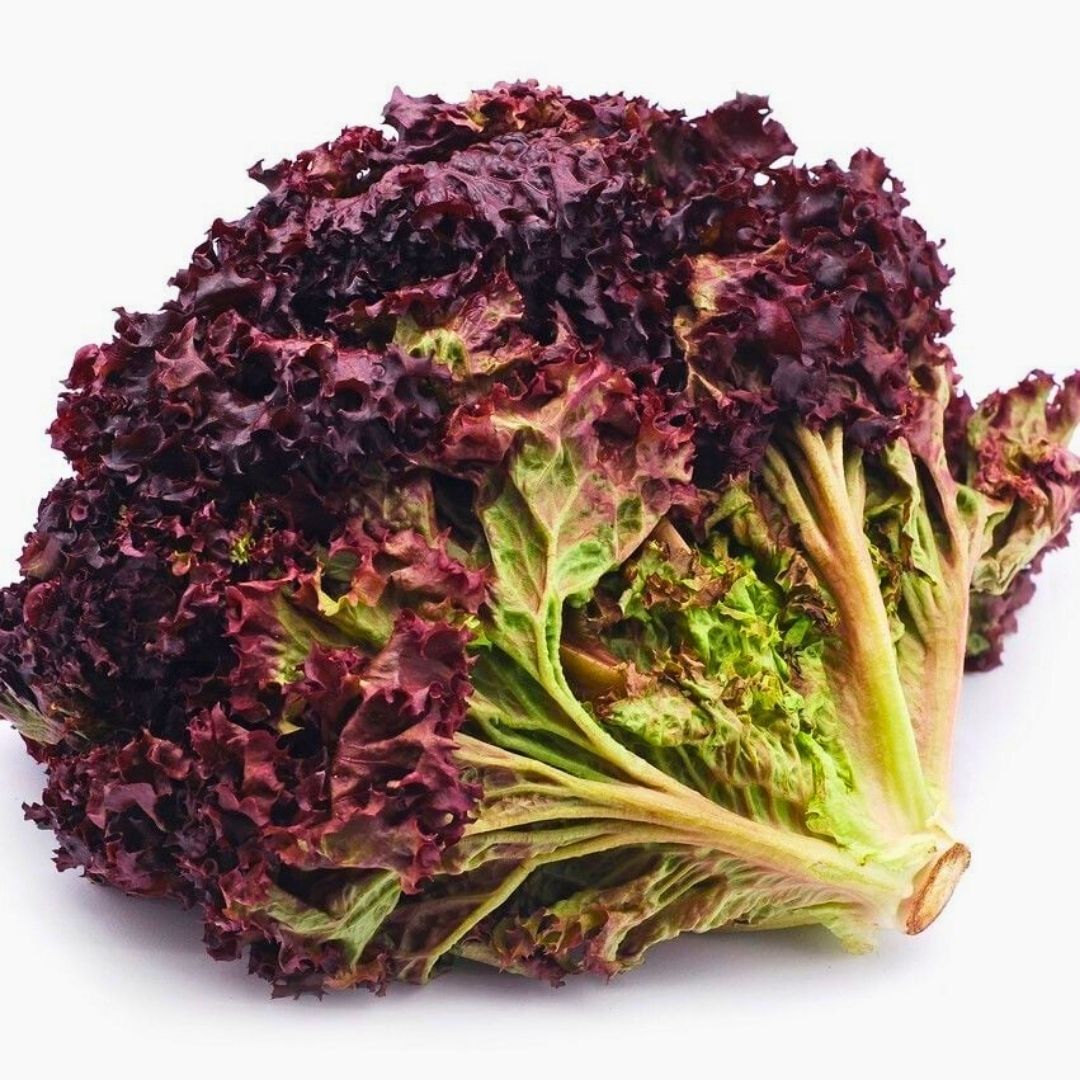 Marul Tohumu – Kırmızı Kıvırcık