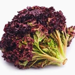 Marul Tohumu – Kırmızı Kıvırcık