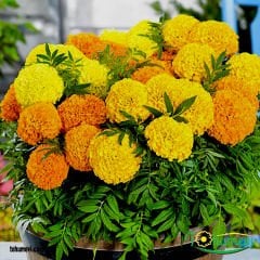 ﻿İri Kafa Kadife Çiçeği Tohumu - African Marigold