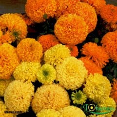 ﻿İri Kafa Kadife Çiçeği Tohumu - African Marigold