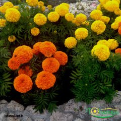 ﻿İri Kafa Kadife Çiçeği Tohumu - African Marigold