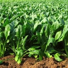 Ispanak  Tohumu - Spinacia Oleracea - Dikensiz | Soğuğa Dayanıklı | Yüksek Verimli