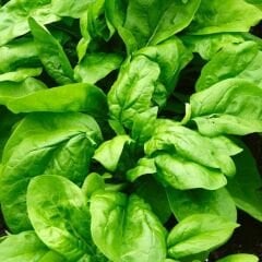 Ispanak  Tohumu - Spinacia Oleracea - Dikensiz | Soğuğa Dayanıklı | Yüksek Verimli