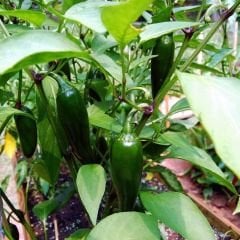 Jalapeno Biberi Tohumu – Chili Jalapeno