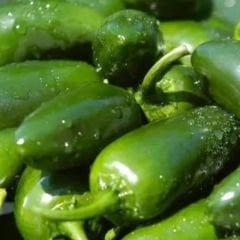 Jalapeno Biberi Tohumu – Chili Jalapeno