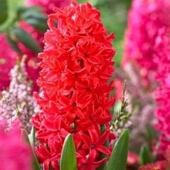 ﻿Jan Bos Sümbül Soğanı - Kırmızı - Hyacinthus