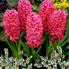 Jan Bos Sümbül Soğanı - Kırmızı - Hyacinthus