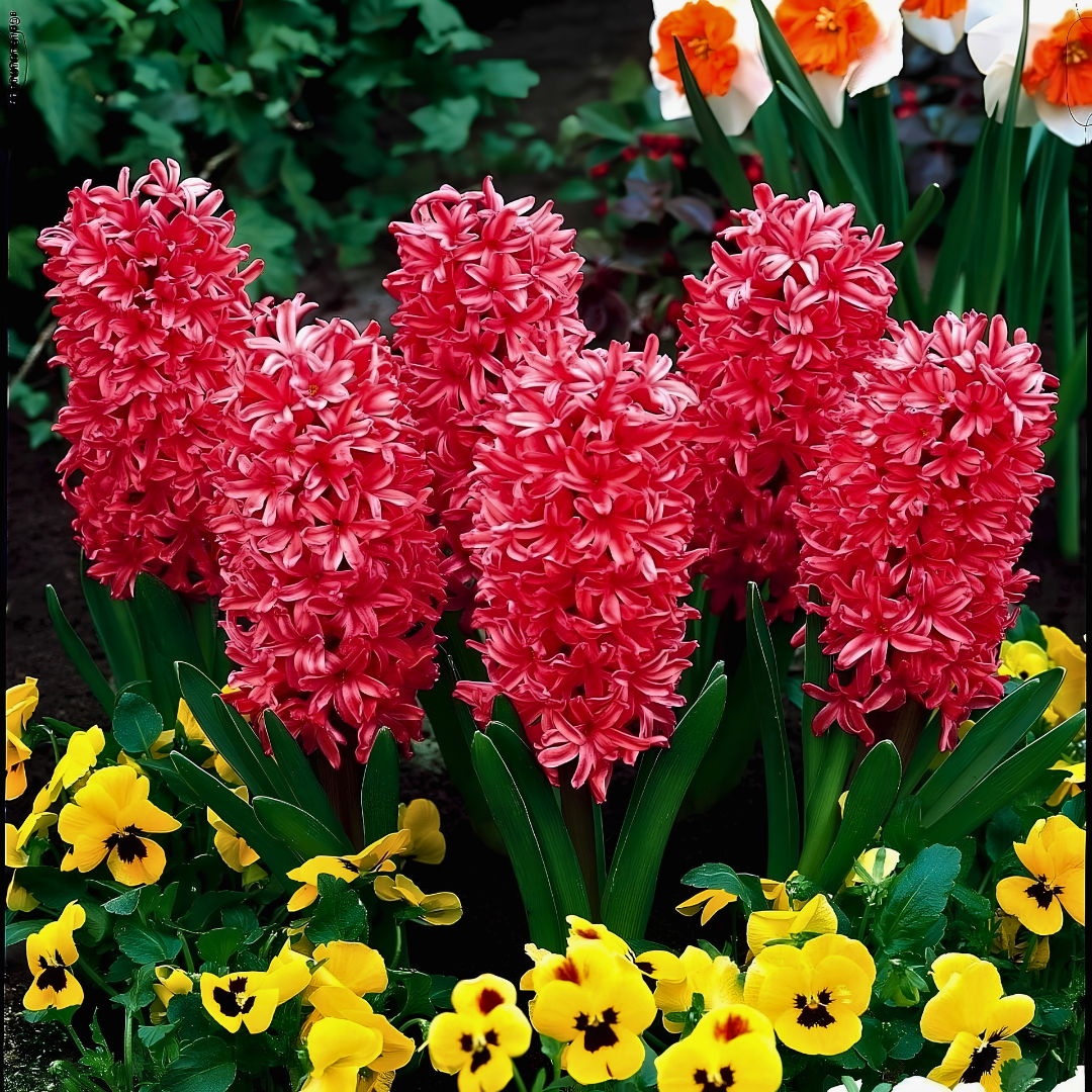 Jan Bos Sümbül Soğanı - Kırmızı - Hyacinthus