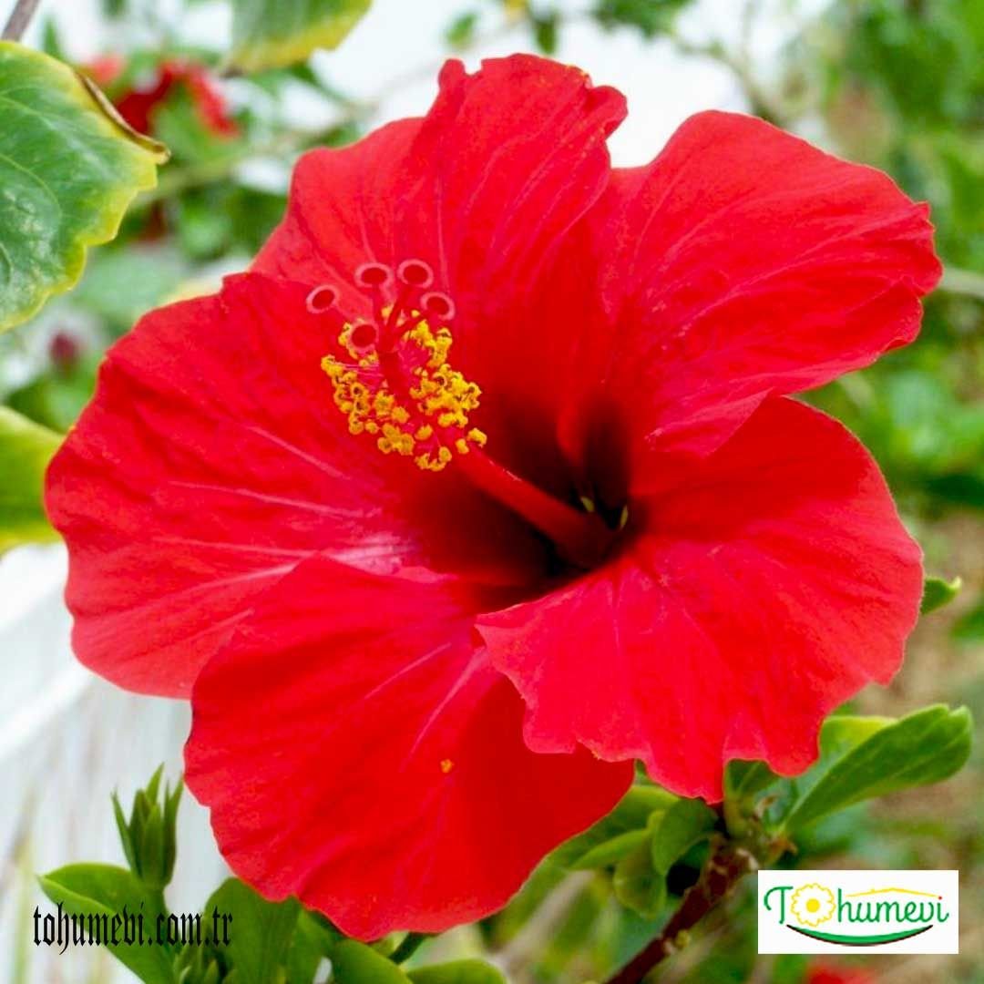﻿Japon Gülü Fidanı - Hibuscus Rosa Sinensis