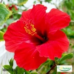 ﻿Japon Gülü Fidanı - Hibuscus Rosa Sinensis