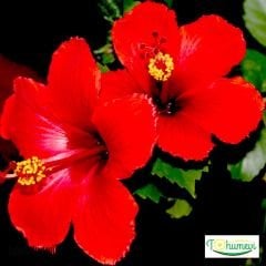 ﻿Japon Gülü Fidanı - Hibuscus Rosa Sinensis
