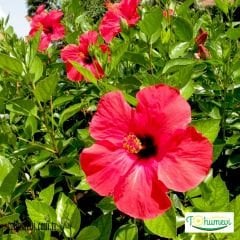 ﻿Japon Gülü Fidanı - Hibuscus Rosa Sinensis