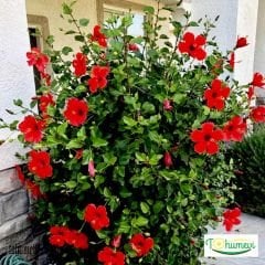 ﻿Japon Gülü Fidanı - Hibuscus Rosa Sinensis