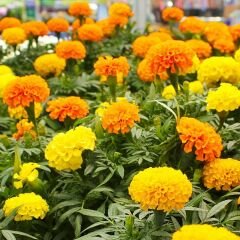 Kadife Çiçeği Tohumu - Tagetes Patula