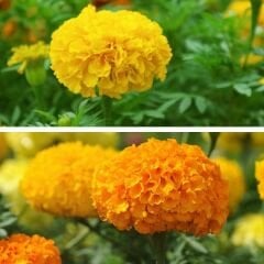 Kadife Çiçeği Tohumu - Tagetes Patula