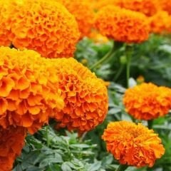Kadife Çiçeği Tohumu - Tagetes Patula