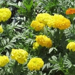 Kadife Çiçeği Tohumu - Tagetes Patula