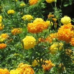 Kadife Çiçeği Tohumu - Tagetes Patula