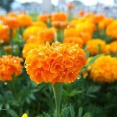Kadife Çiçeği Tohumu - Tagetes Patula