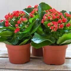 Kalanşo Çiçeği Fidesi Kırmızı – Kalanchoe