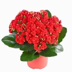 Kalanşo Çiçeği Fidesi Kırmızı – Kalanchoe