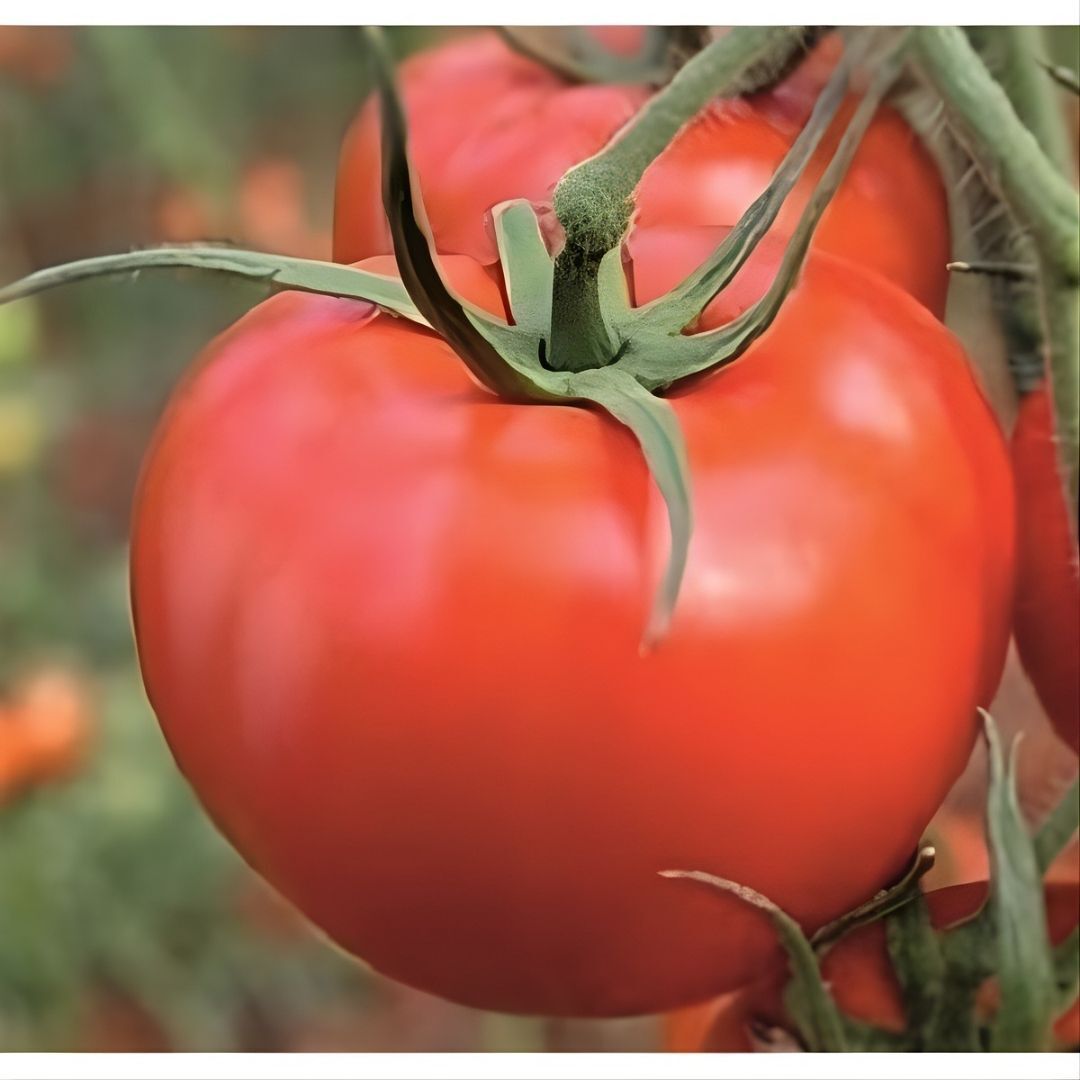 Hibrit Domates Tohumu – Marla F1 (Oturak / Sofralık) 1.000 Adet