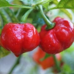 Kamber Biber Tohumu – Domates Biber