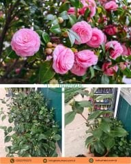 Kamelya (Camellia Japonica) – İthal, Pembe Çiçekli, Q15 Saksı