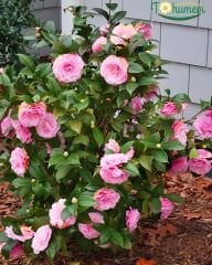 Kamelya (Camellia Japonica) – İthal, Pembe Çiçekli, Q15 Saksı