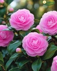 Kamelya (Camellia Japonica) – İthal, Pembe Çiçekli, Q15 Saksı
