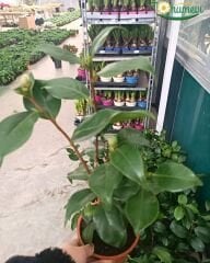 Kamelya (Camellia Japonica) – İthal, Pembe Çiçekli, Q15 Saksı