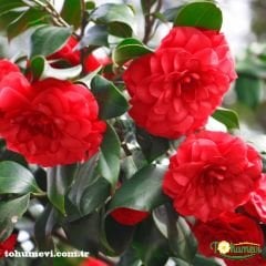 ﻿Kamelya Çiçeği Fidanı - Camellia