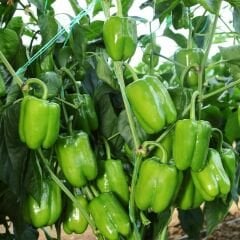 Kandil Dolmalık Biber Tohumu