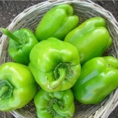 Kandil Dolmalık Biber Tohumu