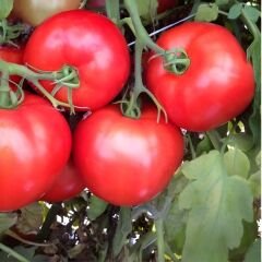 Hibrit Oturak Domates Tohumu – Tobello F1 | 1.000 Adet