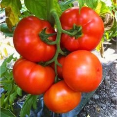 Hibrit Oturak Domates Tohumu – Malesco F1 | 1.000 Adet