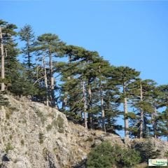 ﻿Karaçam Ağacı Tohumu