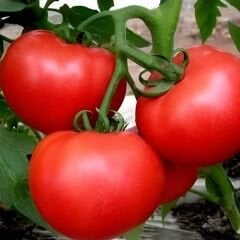 Hibrit Oturak Domates Tohumu – Oligie F1 (Oturak • Sofralık) | 1.000 Adet