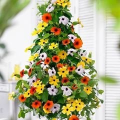 ﻿Karagözlü Suzan Sarmaşık Tohumu – Thunbergia