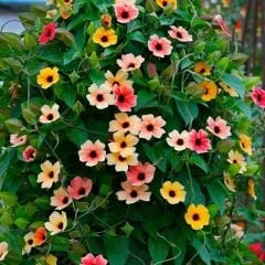 Karagözlü Suzan Sarmaşık Tohumu – Thunbergia