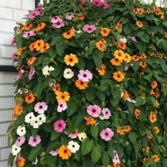 ﻿Karagözlü Suzan Sarmaşık Tohumu – Thunbergia