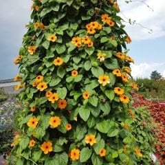 ﻿Karagözlü Suzan Sarmaşık Tohumu – Thunbergia