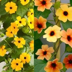 Karagözlü Suzan Sarmaşık Tohumu – Thunbergia