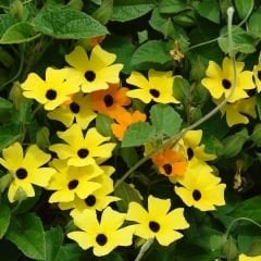 ﻿Karagözlü Suzan Sarmaşık Tohumu – Thunbergia
