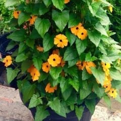 ﻿Karagözlü Suzan Sarmaşık Tohumu – Thunbergia