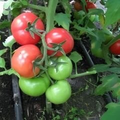 Hibrit Oturak Domates Tohumu – Corsari F1 (Oturak • Sofralık) | 1.000 Adet